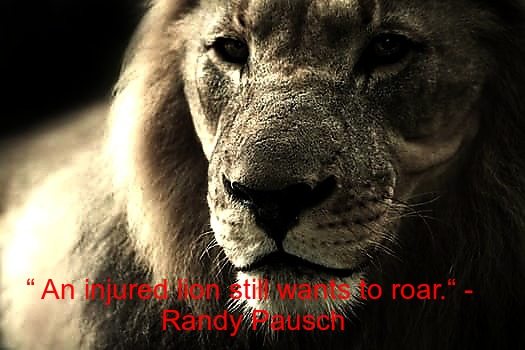 33 Best Motivational Lion Quotes The King Lion Quotes Brilliant Read