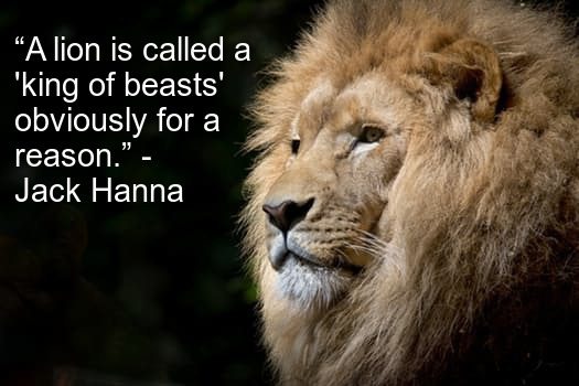 Hungry Lion