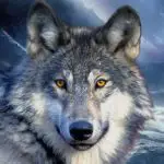 Wolf Quotes About wolf