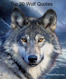 Top 20 Best Ever Wolf Quotes, Proverbs and Sayings On 