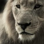 Lion Quotes