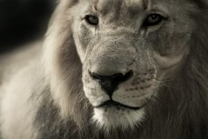 Lion Quotes
