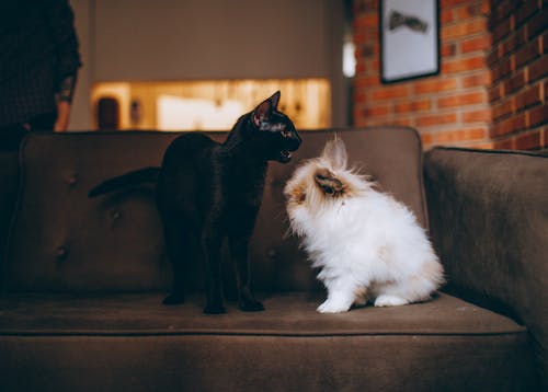 Cat Breeds