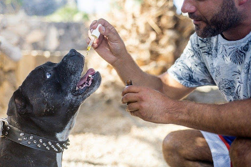 How to Use CBD Oil for Pets?
